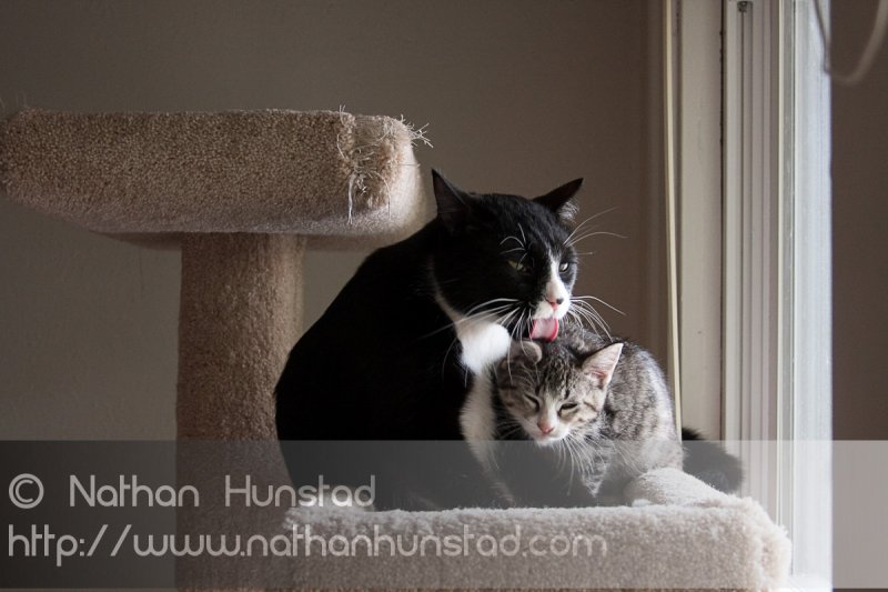???? showing how much he likes his little sister ???? by licking her
