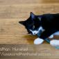 Misha_2008-08-06_IMG_1008