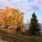 Trees on Lake Superior