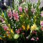 Flower_2008-07-11_IMG_0206