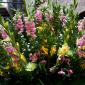 Flower_2008-07-11_IMG_0207