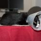 Sad, pathetic Misha with his collar on