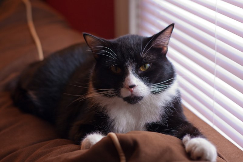 Misha in the sun