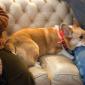 Percy lounging on the couch.
