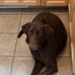 My brother's dog Sophia