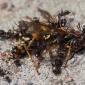 Ants swarming over a dead bee