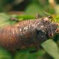 A young cicada