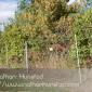 Apple_Orchard_2008-10-18_IMG_2352