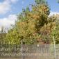 Apple_Orchard_2008-10-18_IMG_2353