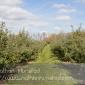 Apple_Orchard_2008-10-18_IMG_2357