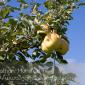 Apple_Orchard_2008-10-18_IMG_2359