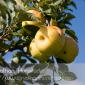 Apple_Orchard_2008-10-18_IMG_2362
