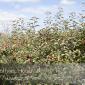 Apple_Orchard_2008-10-18_IMG_2374