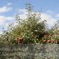 Apple_Orchard_2008-10-18_IMG_2379