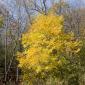 Barn_Bluff_2008-10-18_IMG_2395
