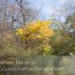 Barn_Bluff_2008-10-18_IMG_2402