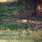 Wandering cat