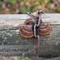 Fungus on a post
