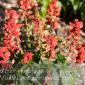 Flowers_2008-08-24_IMG_1543