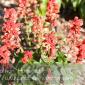 Flowers_2008-08-24_IMG_1544