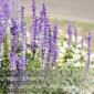 Flowers_2008-08-24_IMG_1546
