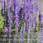 Flowers_2008-08-24_IMG_1547