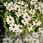 Flowers_2008-08-24_IMG_1551