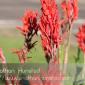 Flowers_2008-08-24_IMG_1552