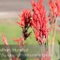 Flowers_2008-08-24_IMG_1553