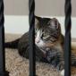Sasha lounges on the stairs