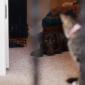 Sophia looks warily at Sasha, who is staring her down
