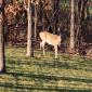 A deer in the backyard