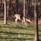 A deer in the backyard