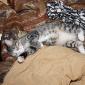 Sasha taking a cat nap