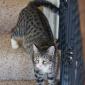 Sasha playing on the stairs