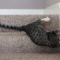 Sasha proving that cats are not always graceful