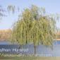 Wabasha_2008-10-25_IMG_2473
