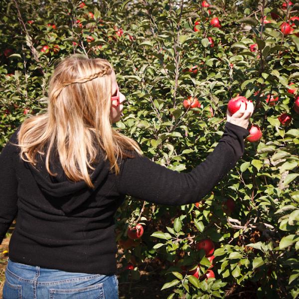 Apple Picking 09-2011