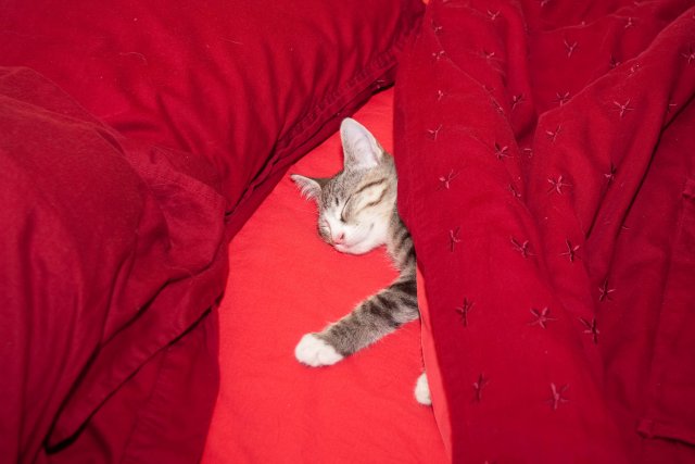 Sasha taking a nap after moving.