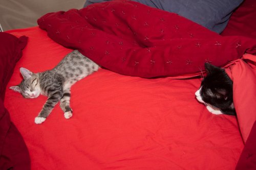 Sasha sleeps wile Misha looks on.