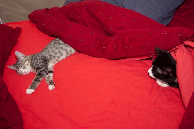 Sasha sleeps wile Misha looks on.