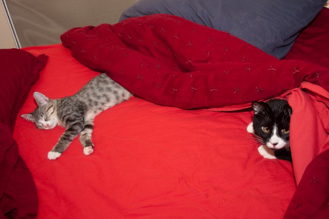 Sasha sleeps wile Misha looks on.