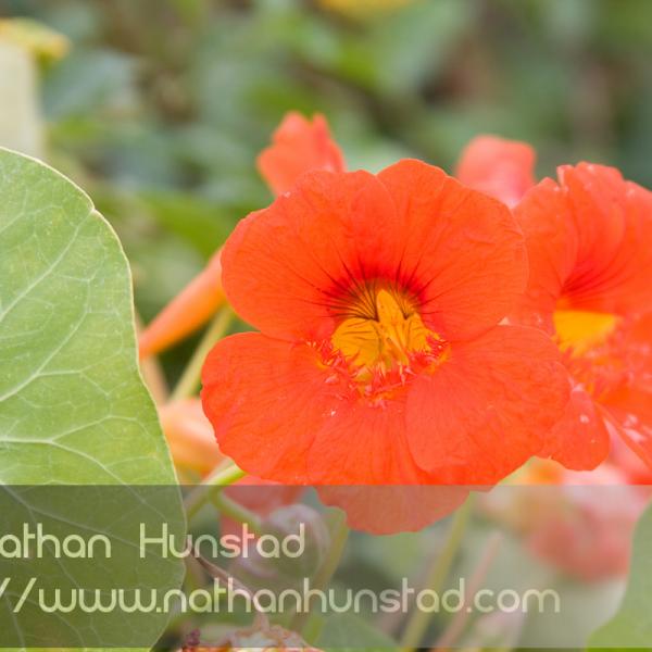 Minnesota Landscape Aboretum 10-2008