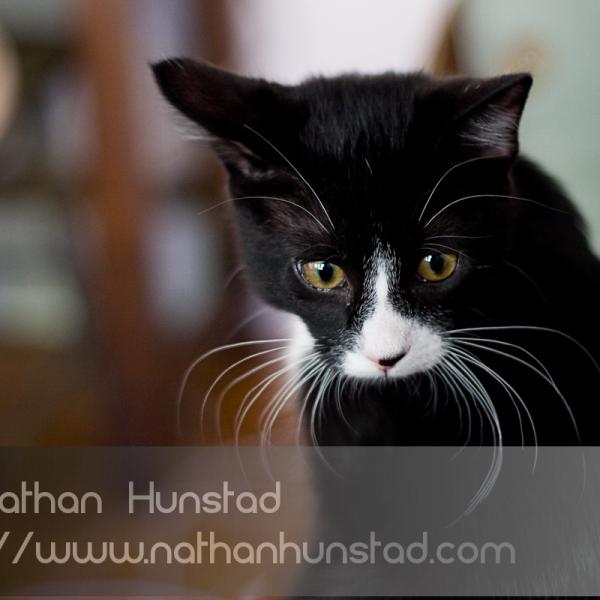 New Canon EF 50mm f1.8